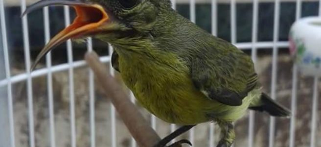 Merawat Burung Kolibri